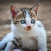 What To Ask When Bringing Home Bengal Kittens As Your Pets?