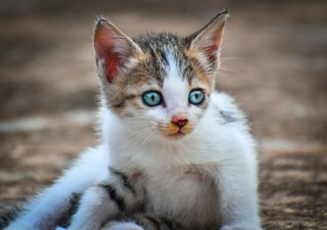 What To Ask When Bringing Home Bengal Kittens As Your Pets?