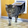 How to Choose the Right Cat Flap for Your Pet and Home