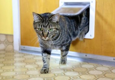 How to Choose the Right Cat Flap for Your Pet and Home