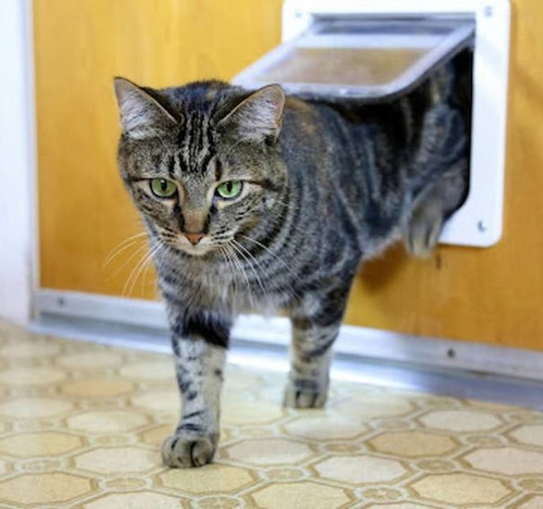 How to Choose the Right Cat Flap for Your Pet and Home