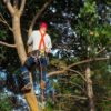 What Services You Could Expect From A Professional Tree Surgeon?