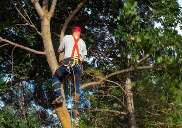 What Services You Could Expect From A Professional Tree Surgeon?