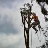 What Are The Main Reasons To Hire A Professional Tree Surgeon?