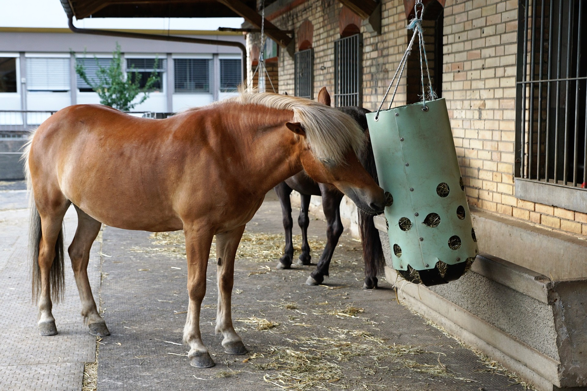 Energy In Horses Post44