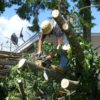 How To Keep Environment Beautiful With Tree Surgeons?