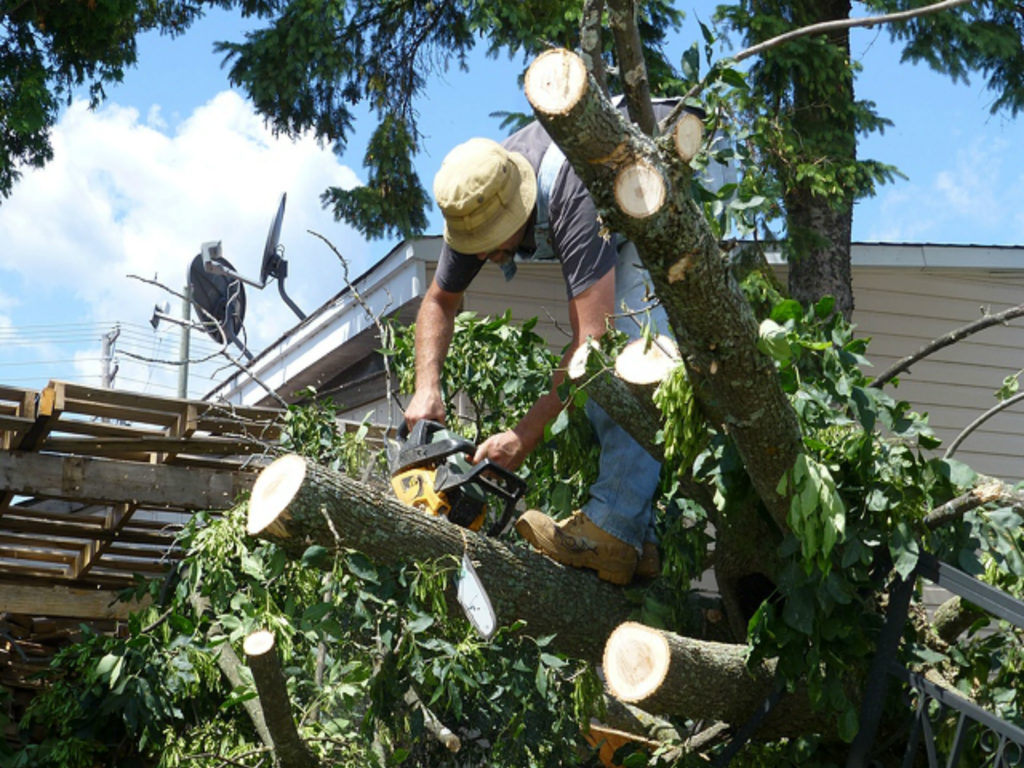 How To Keep Environment Beautiful With Tree Surgeons?