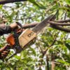 Unravel the Secrets to Healthy Trees: Why Opting for Professional Tree Care is Essential